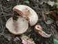 Vöröstejű rizike (Lactarius sanguifluus), Budai-hegység